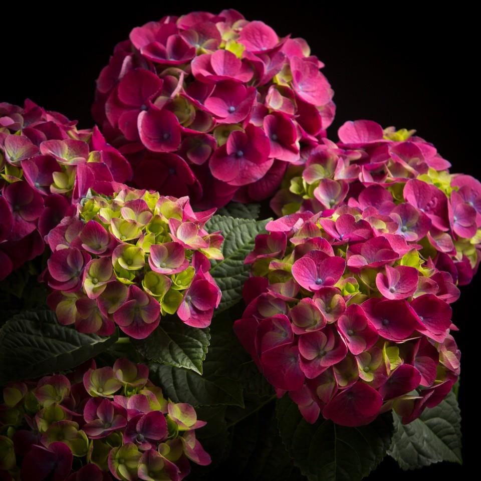 Гортензия крупнолистная Нинбо